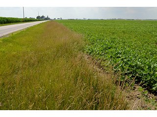 Property photo 17 - LAND AUCTION - 80+/- Acres offered in 1 Tract in Allen County